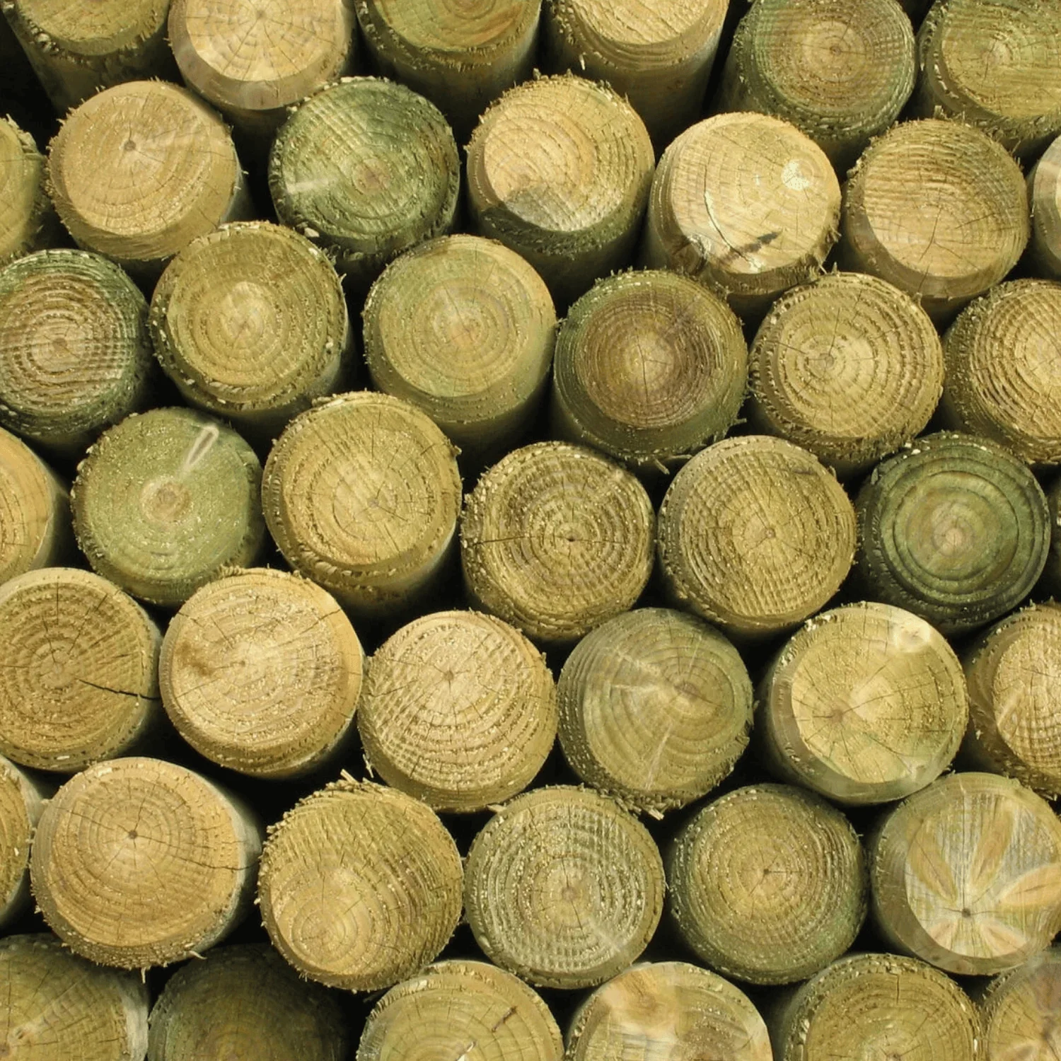 10 ft Pressure-Treated Round Fence Post (5–6" Diameter)