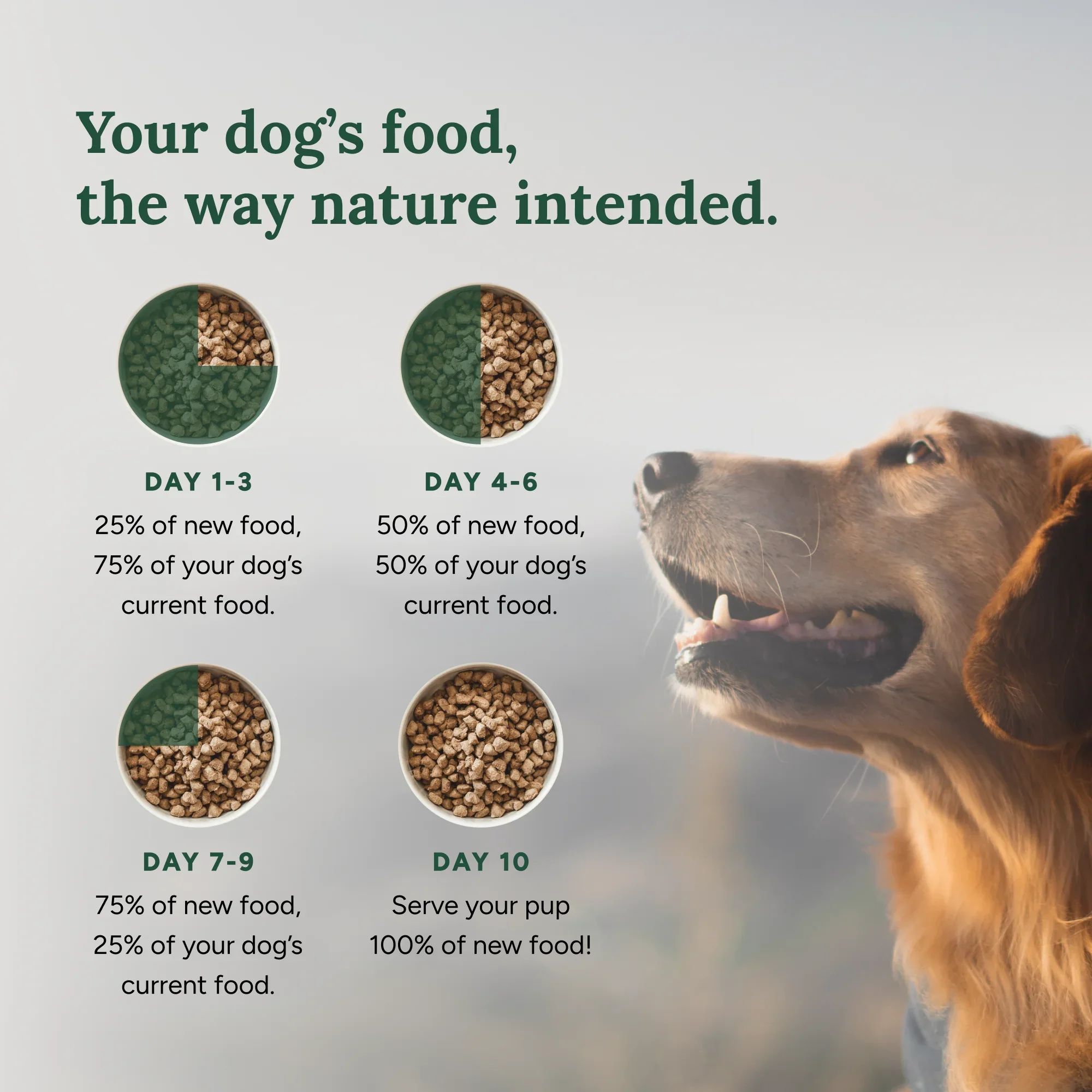 360 Pet Nutrition Beef Complete Meal – 5 oz - Image 4