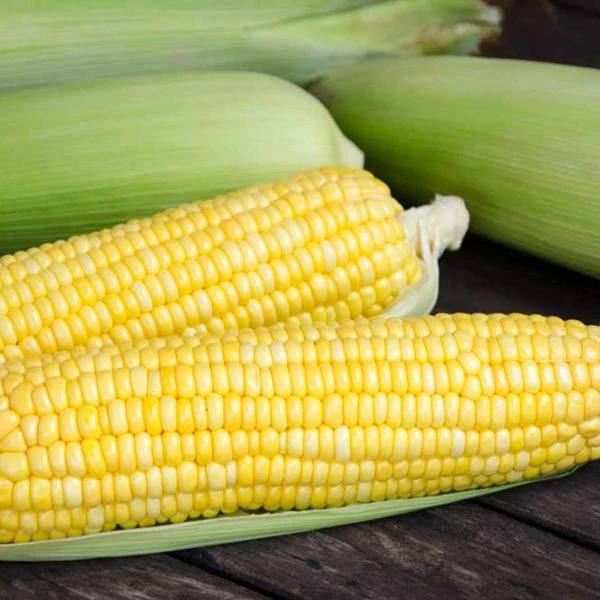 Ambrosia (Bicolor) Sweet Corn Vegetable Seed
