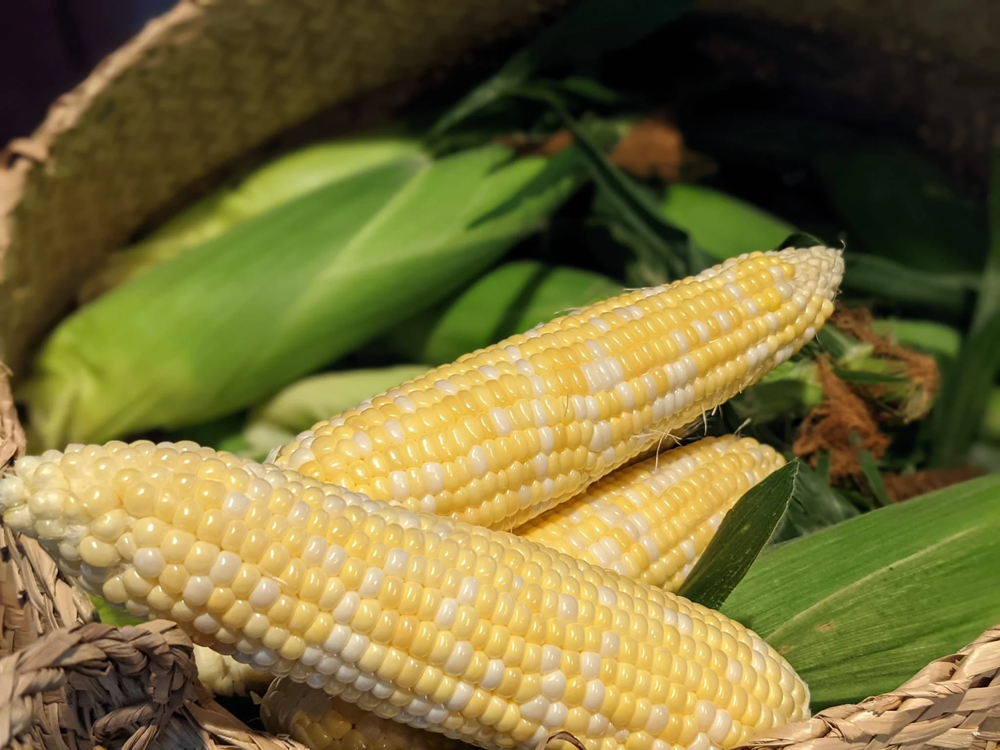 Ambrosia (Bicolor) Sweet Corn Vegetable Seed - Image 2