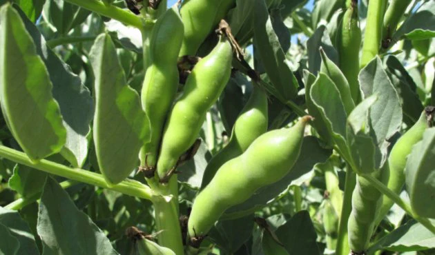 Broad Windsor Fava Lima Bean Vegetable Seed