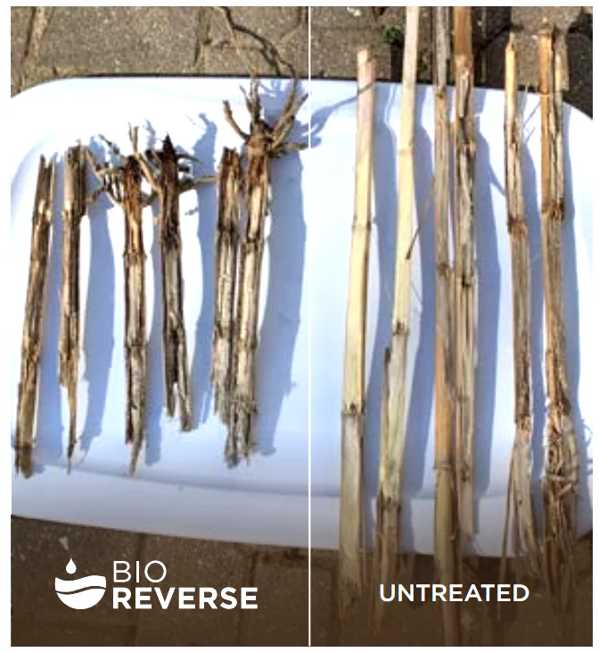 Bio Reverse Microbial for Crop Residue Breakdown 2.5 gal jug - Image 4