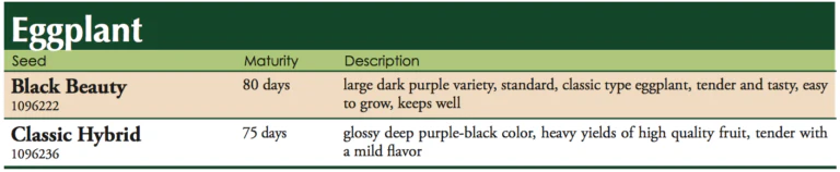 Black Beauty Eggplant Vegetable Seed - Image 2