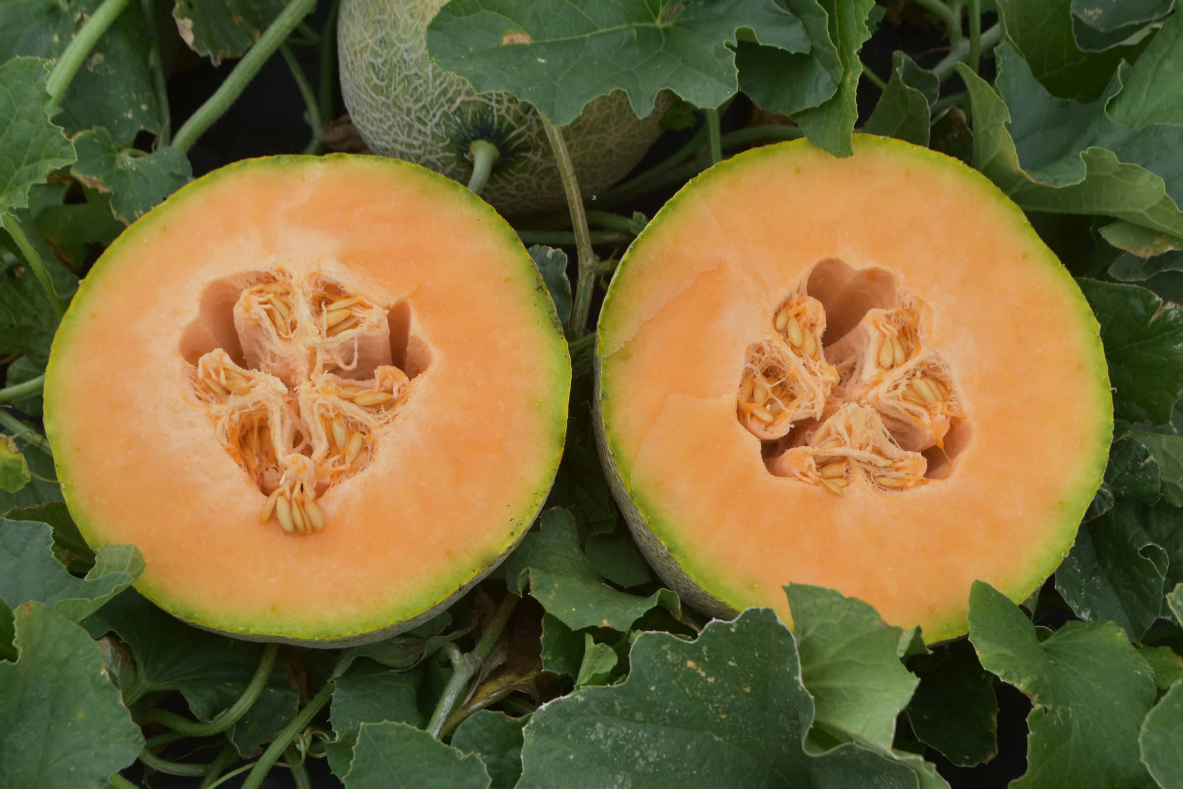 Athena Cantaloupe Vegetable Seed - Image 3