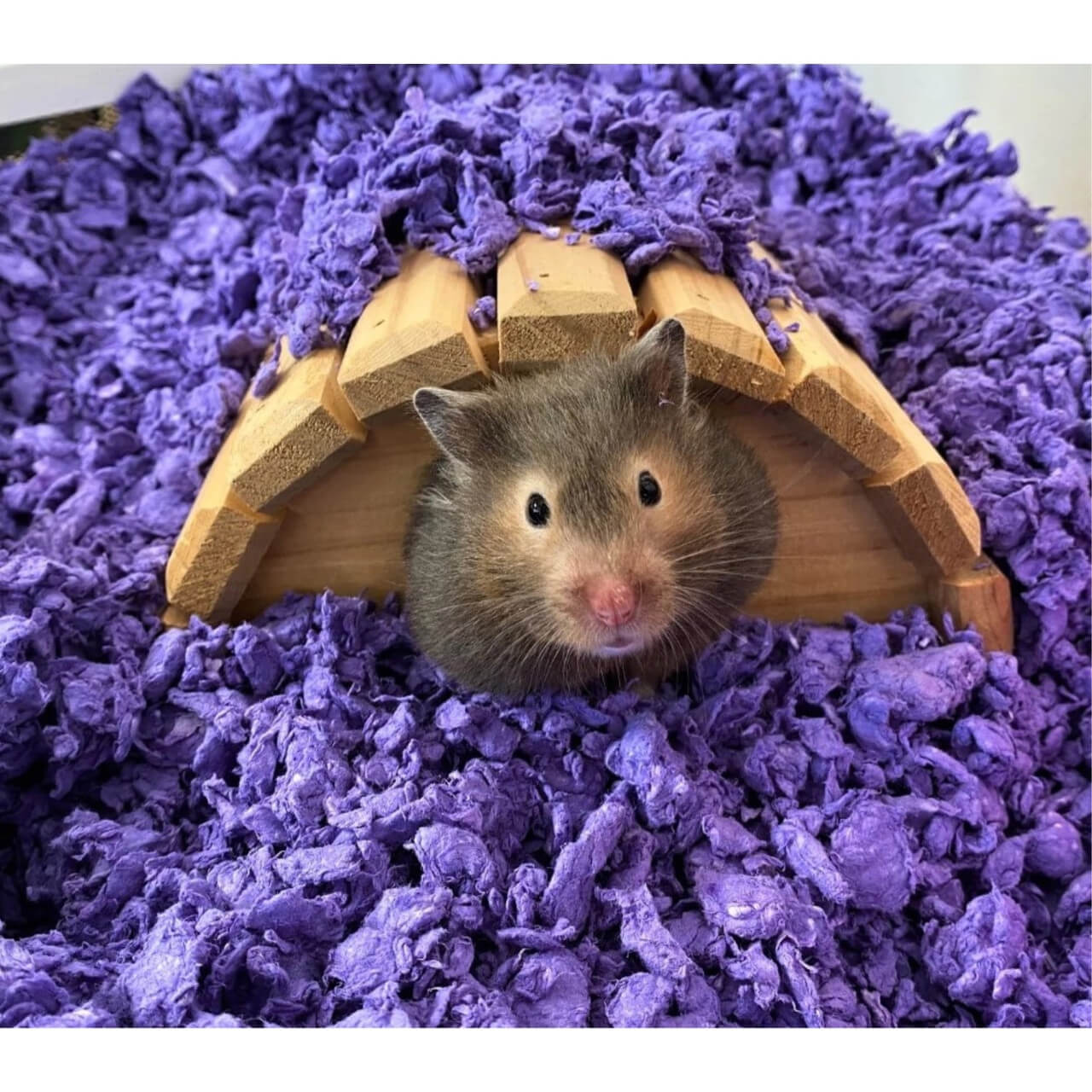 Carefresh® Colorful Creations Small Animal Bedding – Playful Purple (50L) - Image 3