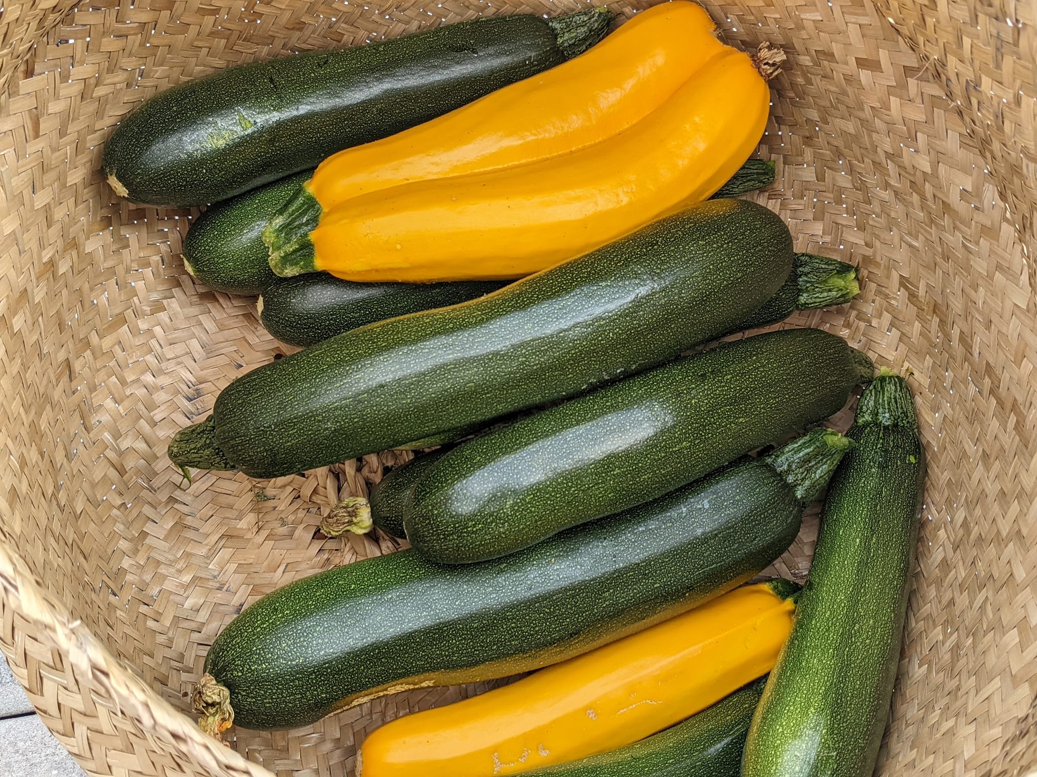 Cashflow Zucchini Hybrid Vegetable Seed