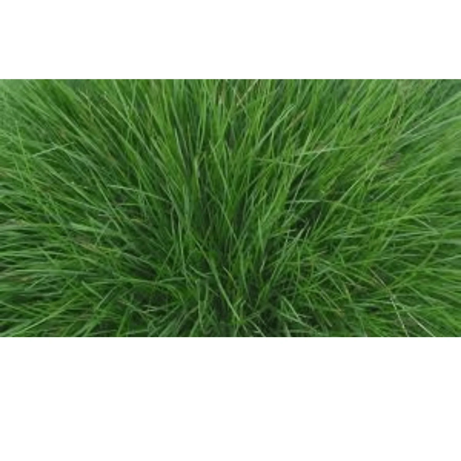 Chewings Fescue Turfgrass Seed
