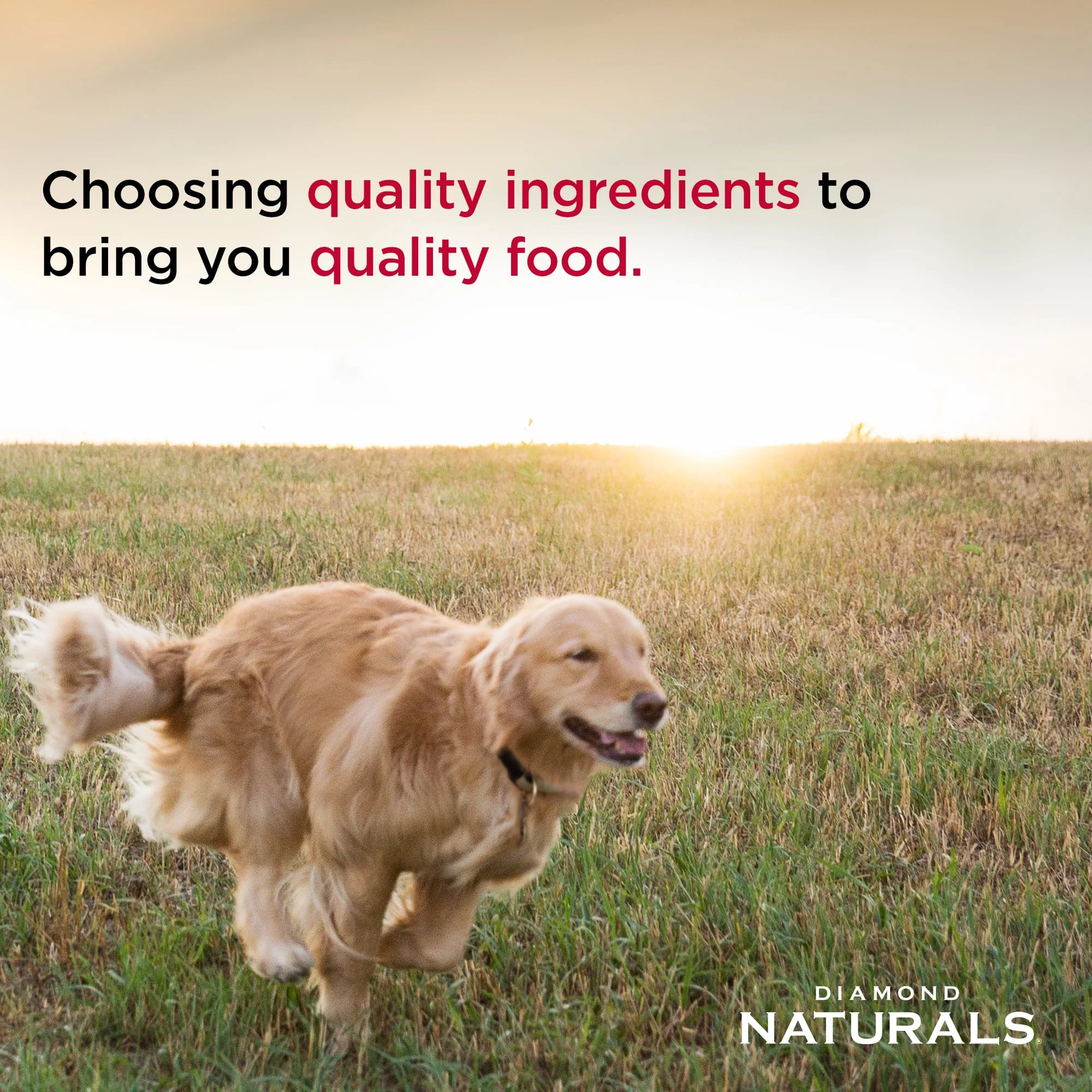 Diamond Naturals® Adult Beef Meal & Rice Formula Dry Dog Food - Image 4