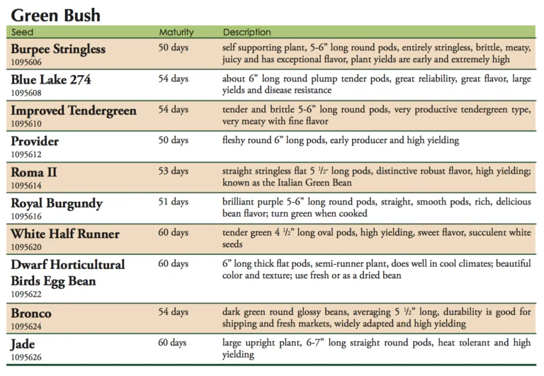 Dwarf Horticultural Bush Bean Vegetable Seed - Image 3