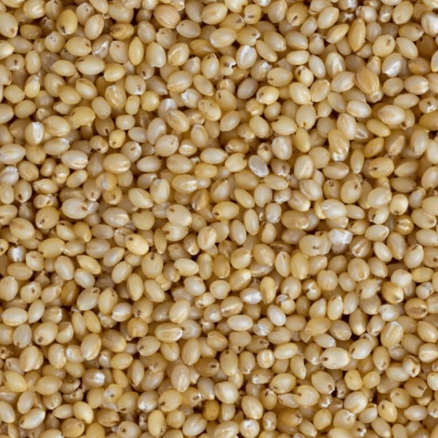Foxtail Millet Seed