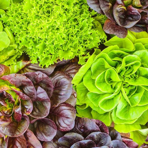 Gourmet Mixture Lettuce Vegetable Seed