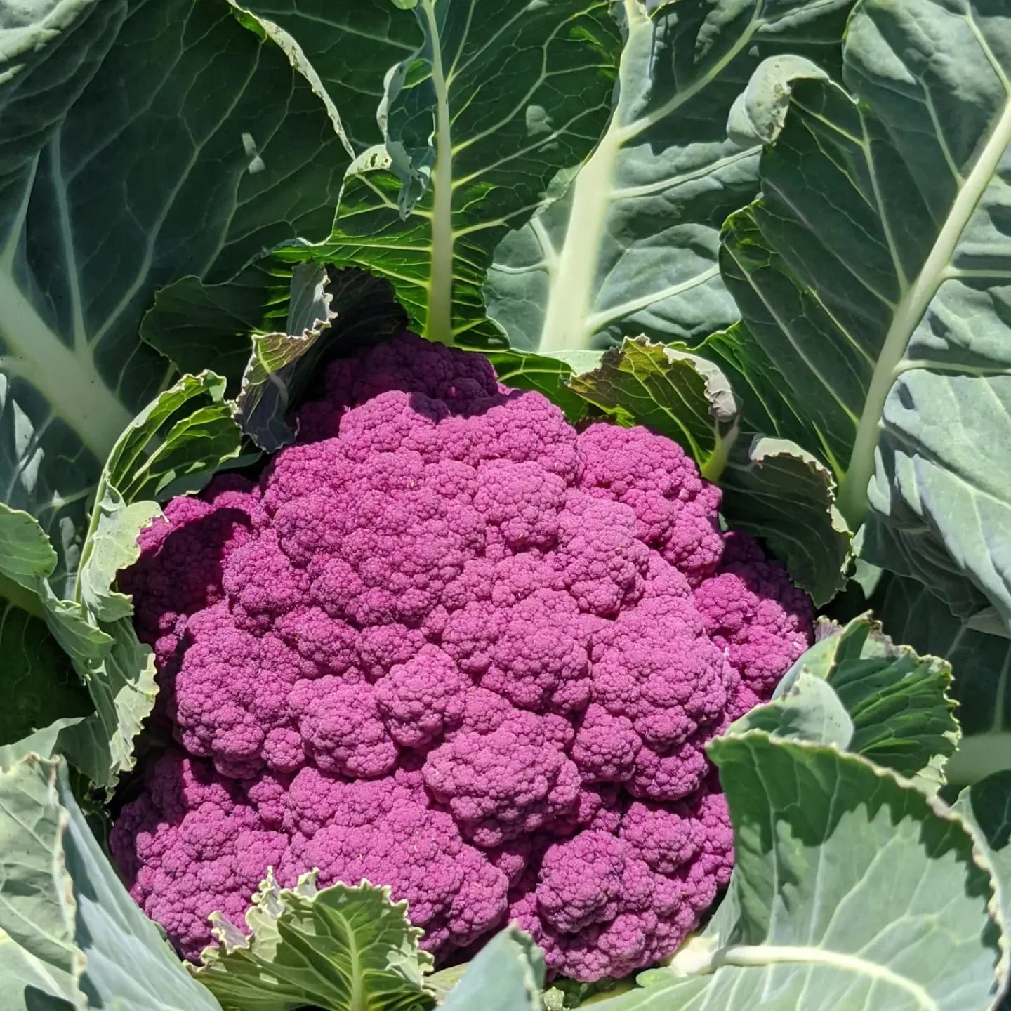 Depurple Cauliflower Vegetable Seeds