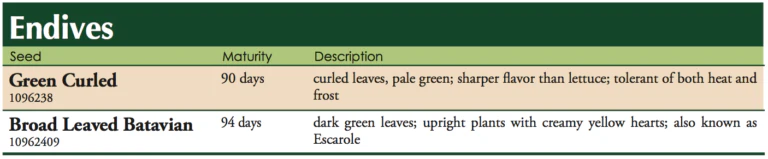 Green Curled Endive Vegetable Seed - Image 2