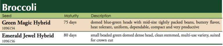 Green Magic Hybrid Broccoli Vegetable Seed - Image 2