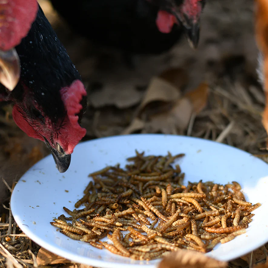 Happy Hen Mealworm Frenzy Dried Mealworms, 10 oz. - Image 3
