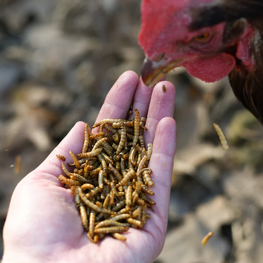 Happy Hen Mealworm Frenzy Dried Mealworms, 30 oz. - Image 4
