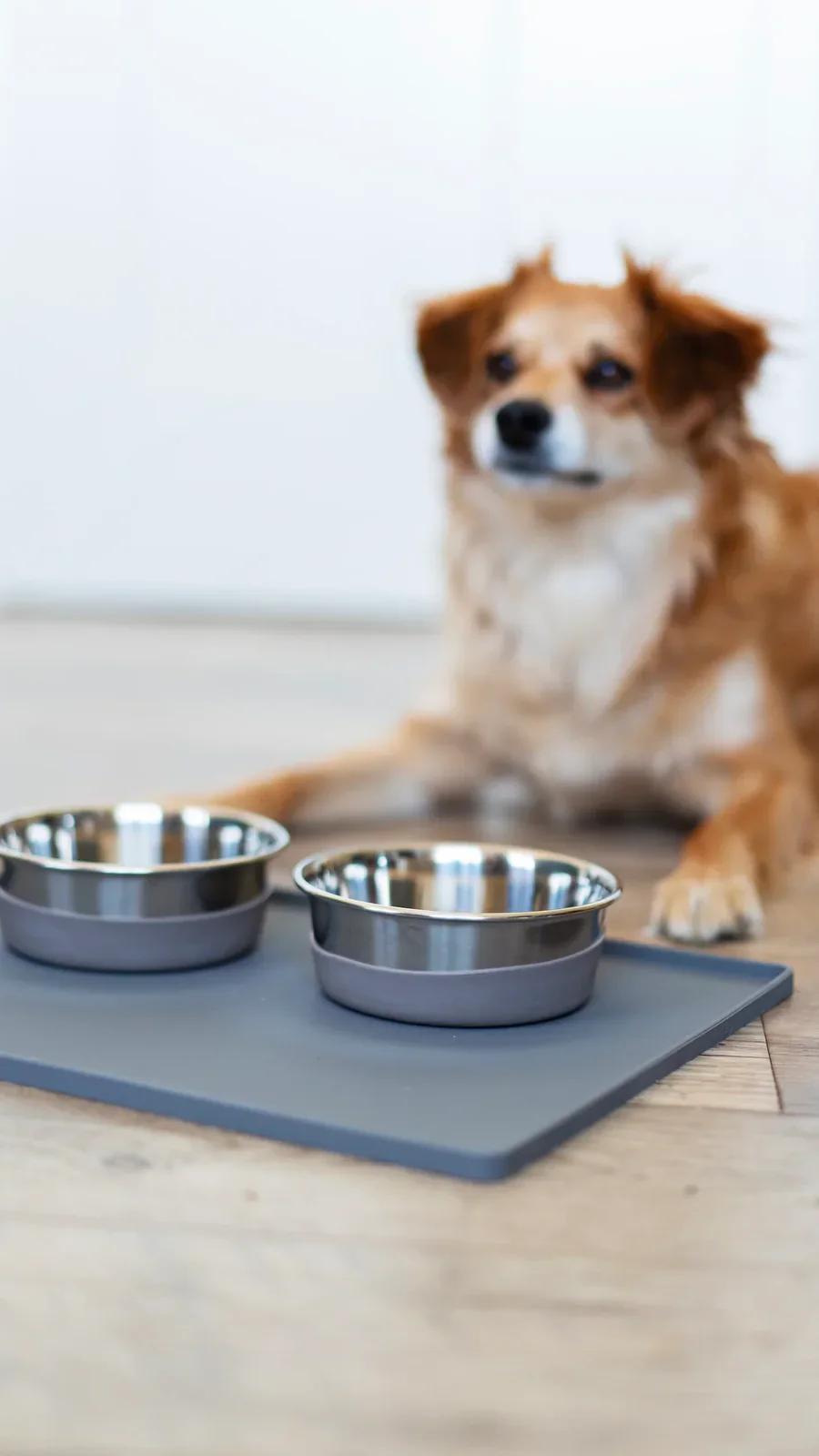 Heavy Gauge Stainless Steel Dog Bowl with Non-Slip Silicone Base – Large, 4.5 Cups - Image 3