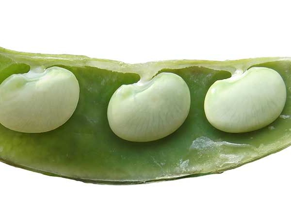 Henderson Baby Lima Bean Vegetable Seed