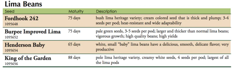 Henderson Baby Lima Bean Vegetable Seed - Image 2
