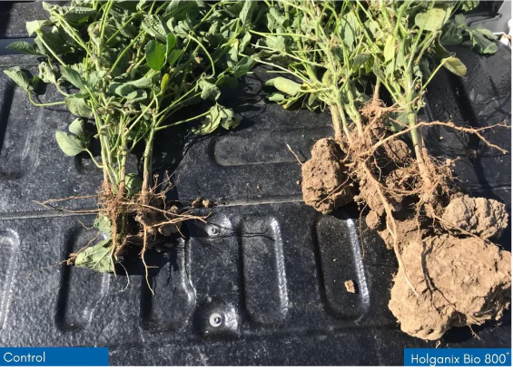 Holganix Bio 800+ Soil Microbial Biostimulant - Image 3