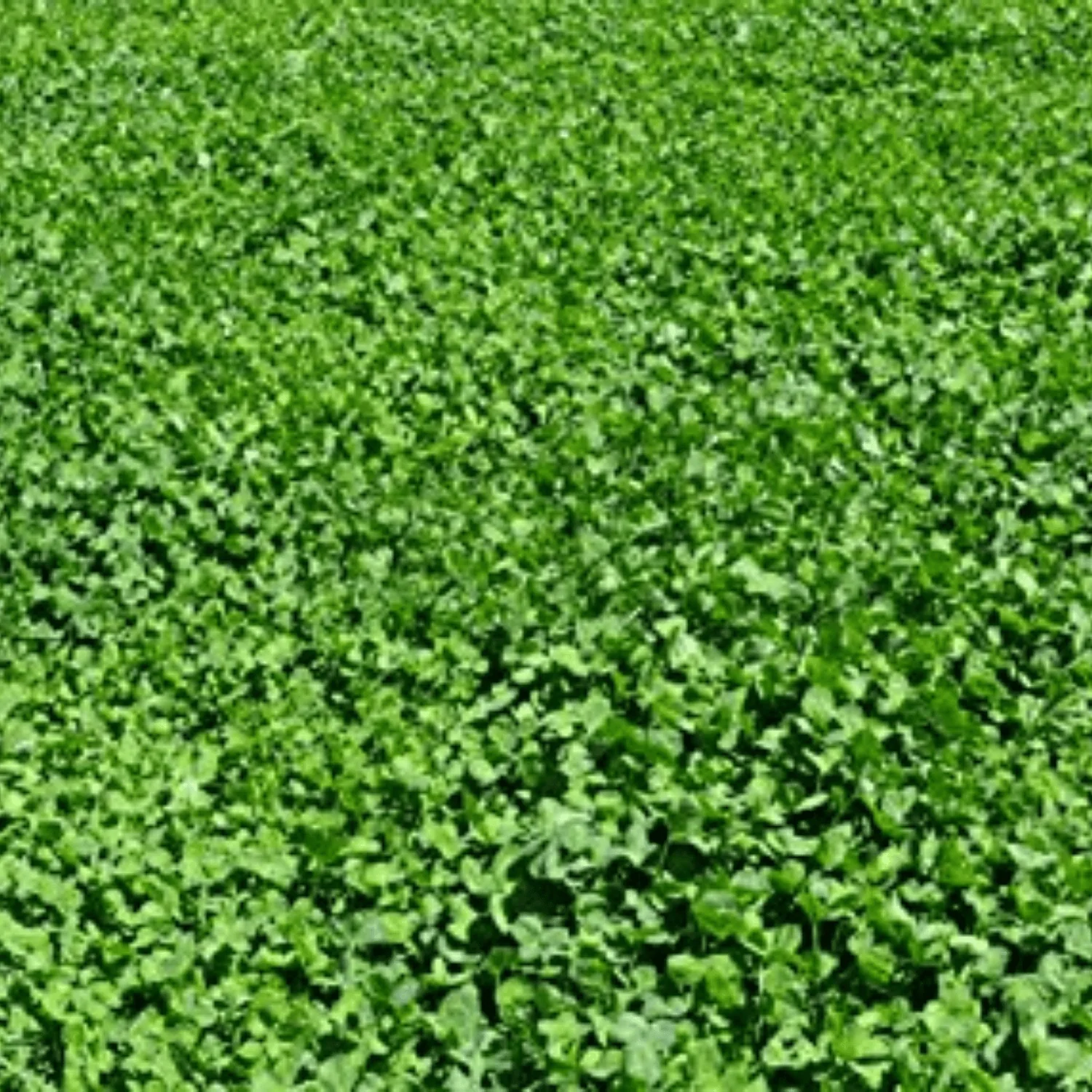 Imperial Whitetail® Clover Food Plot Mix - Image 3