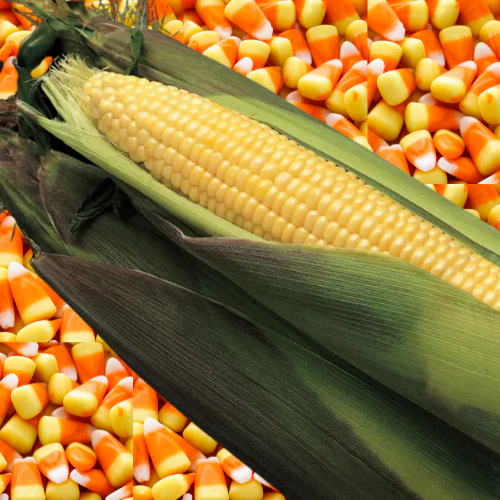 Kandy Korn (Yellow) Sweet Corn Vegetable Seed