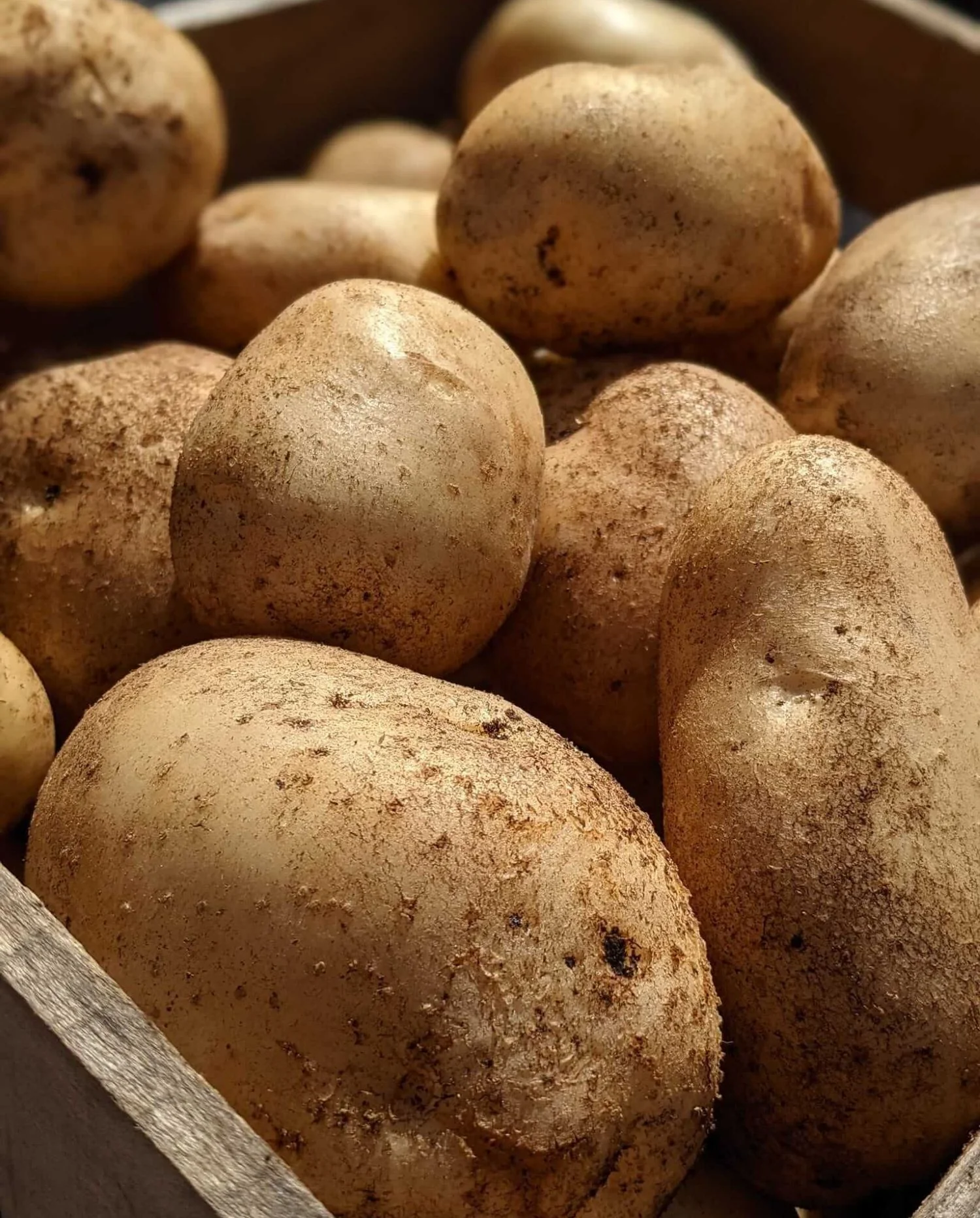 Kennebec Seed Potatoes