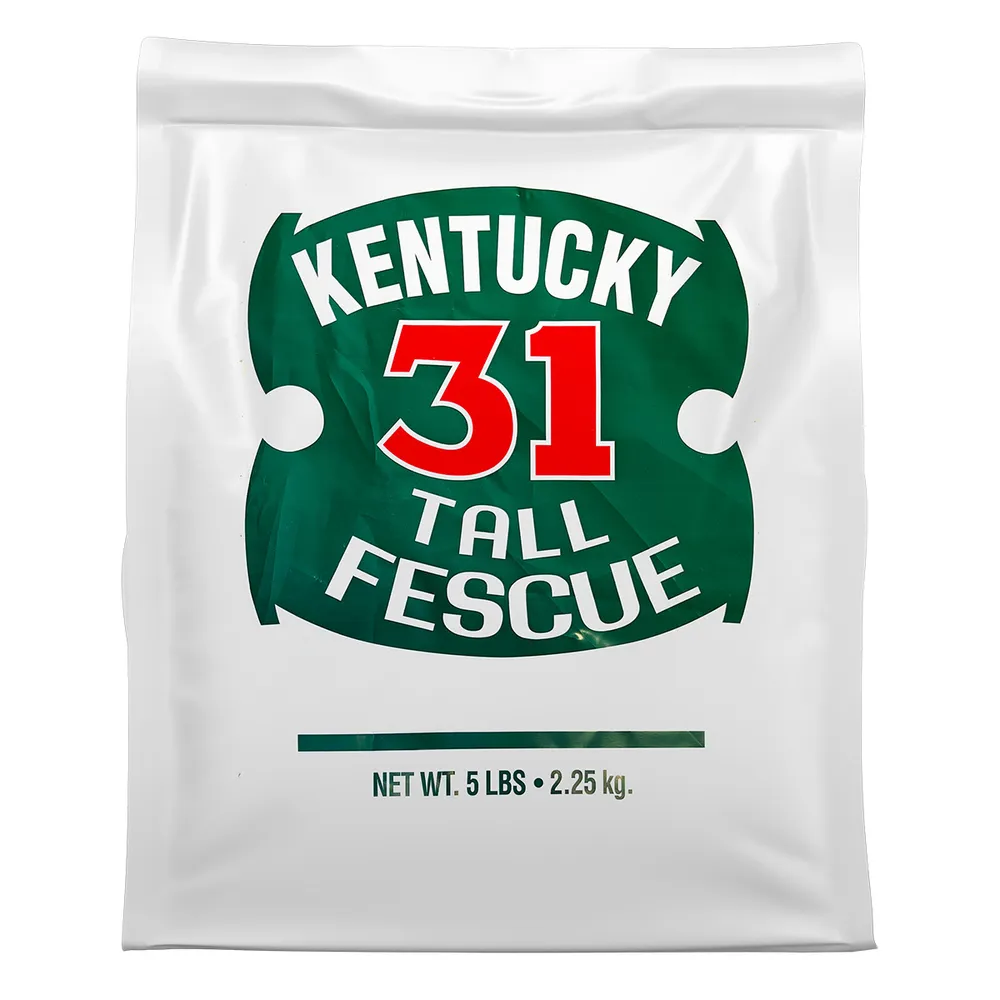 Kentucky 31 Tall Fescue Grass Seed