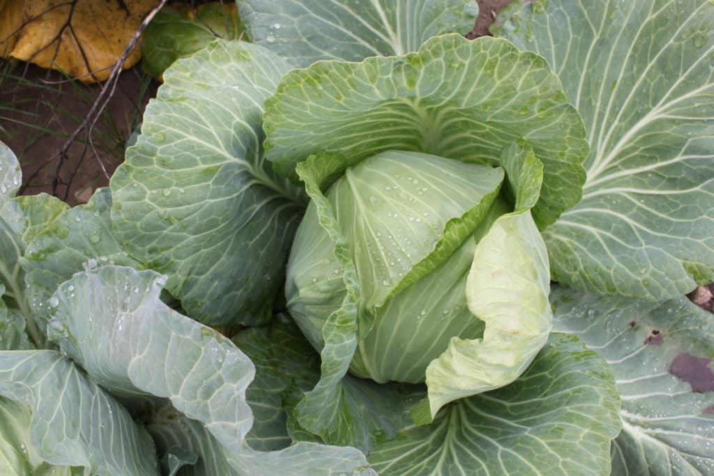 Late Flat Dutch Cabbage Vegetable Seed