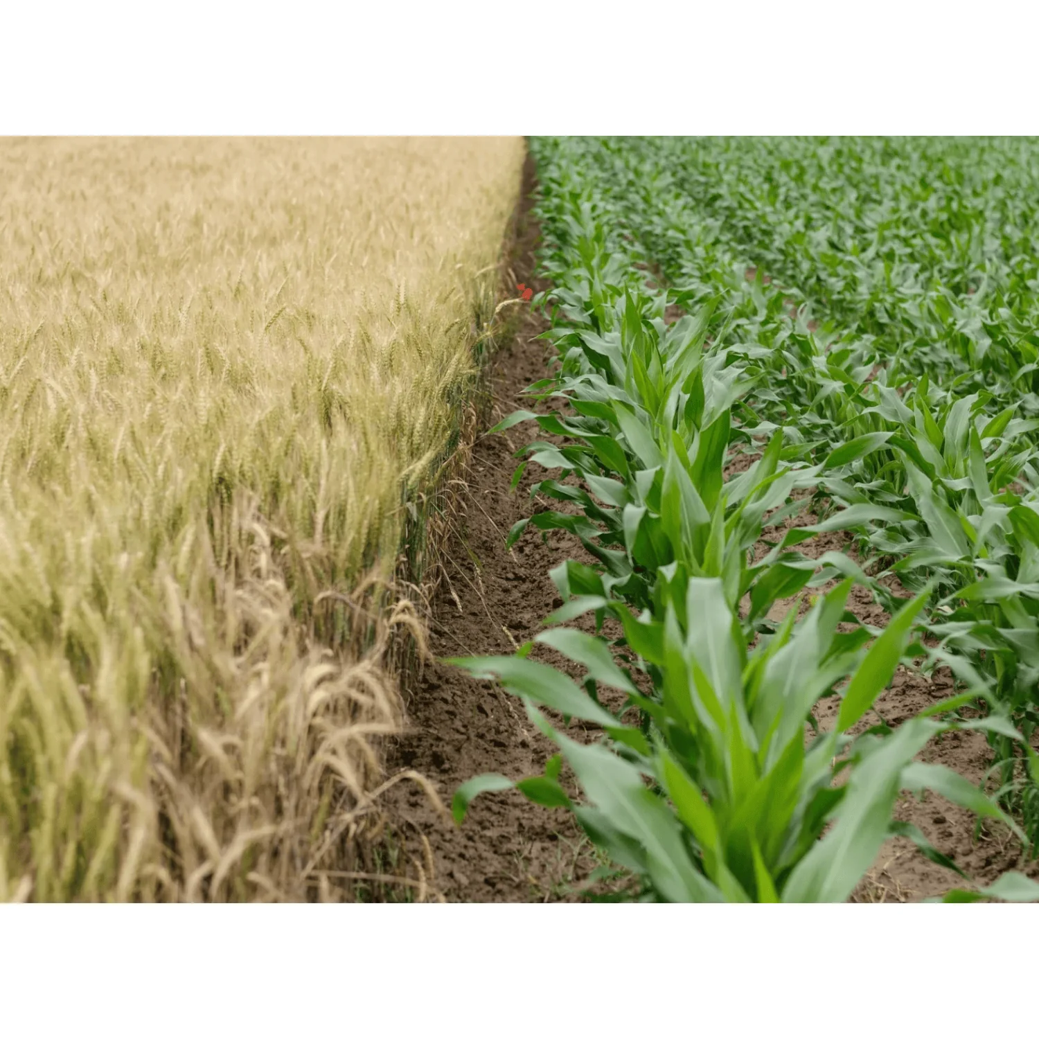 NACHURS® K-Fuel® 0-0-24 Liquid Potassium Fertilizer with Boron - BULK