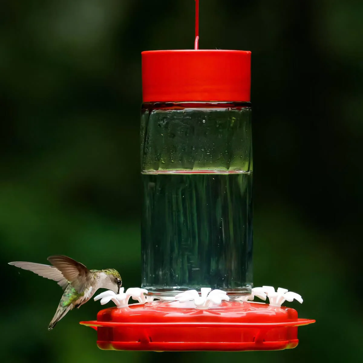Nature’s Way® Scarlet Swirl Glass Hummingbird Feeder – 20 oz - Image 2
