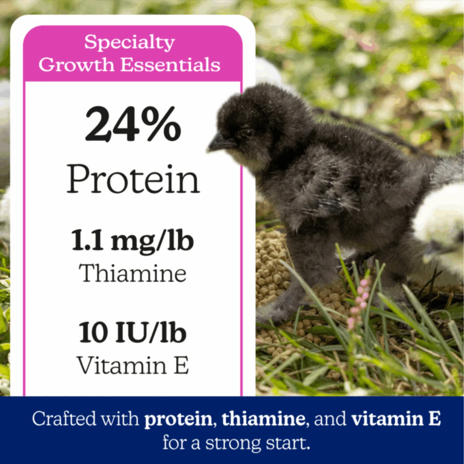 Nutrena® NatureWise® Silkie & Ornamental Starter Grower - Image 3
