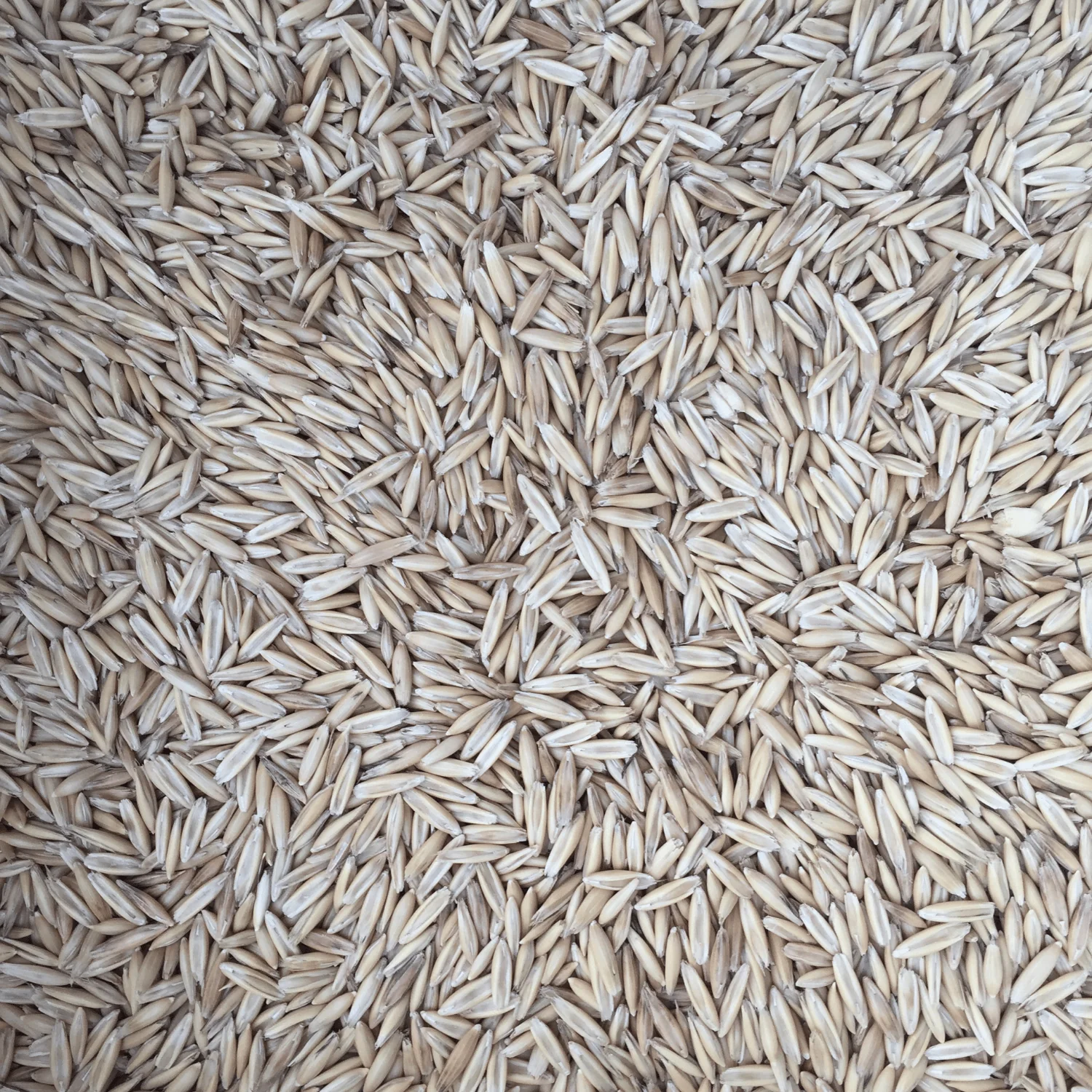 Oats VNS Cultivator Seed, 50lb