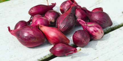 Red Onion Sets  / Lb.