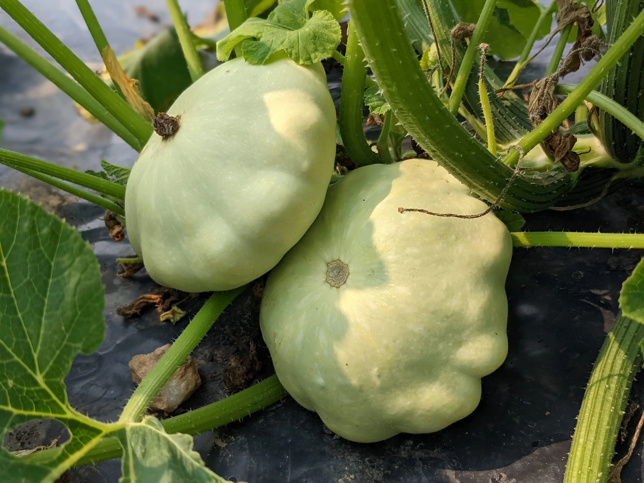 Patty Pan White Scallop Squash Vegetable Seed