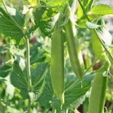Maestro Pea Vegetable Seed