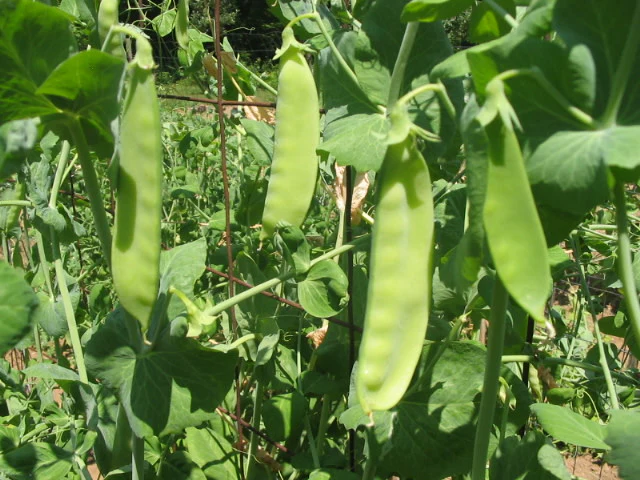 Mammoth Melting Pea Vegetable Seed