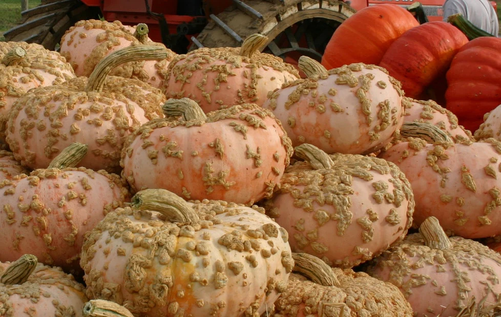Peanut Pumpkin Vegetable Seed - Image 2
