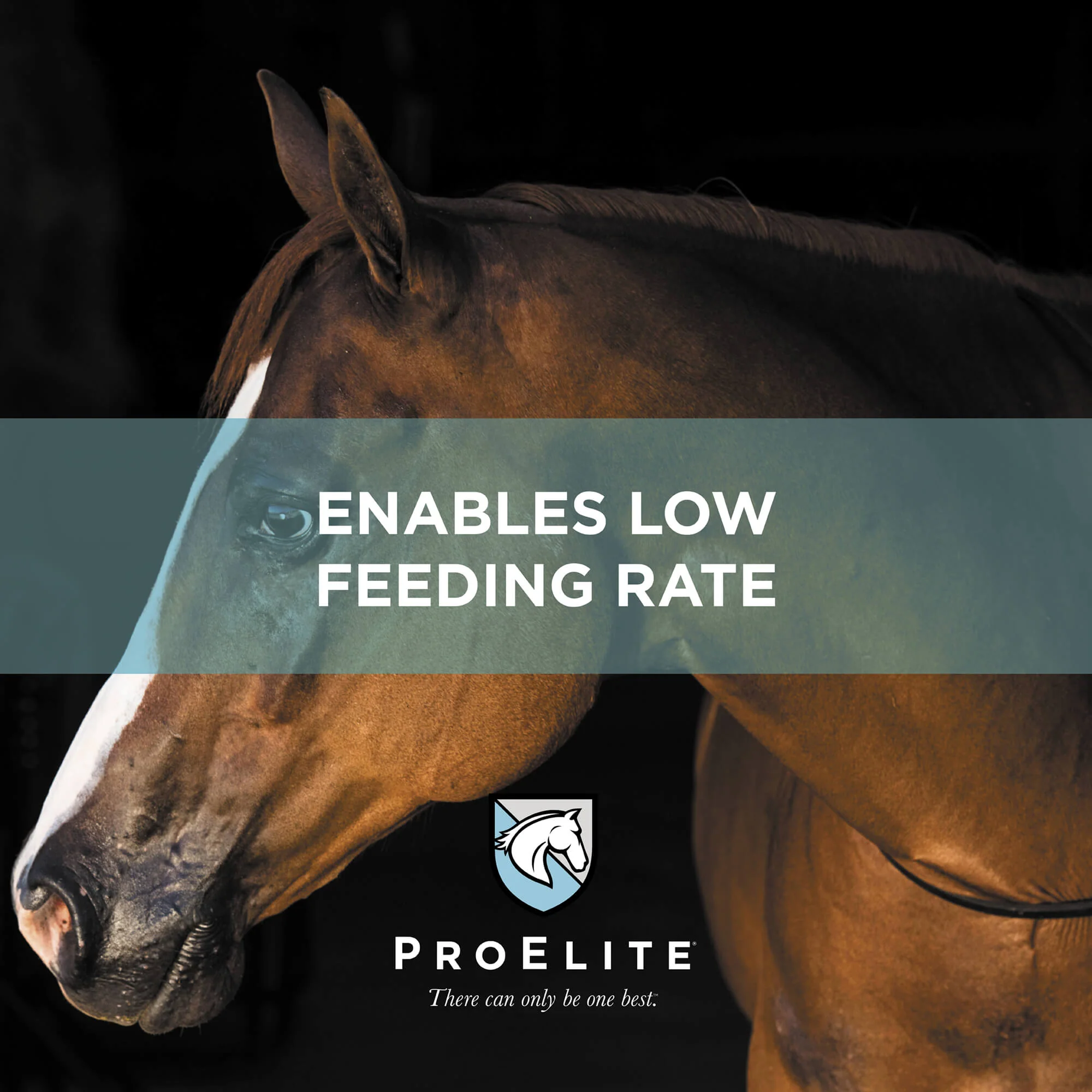 ProElite Grass Advantage Horse Feed - Image 5
