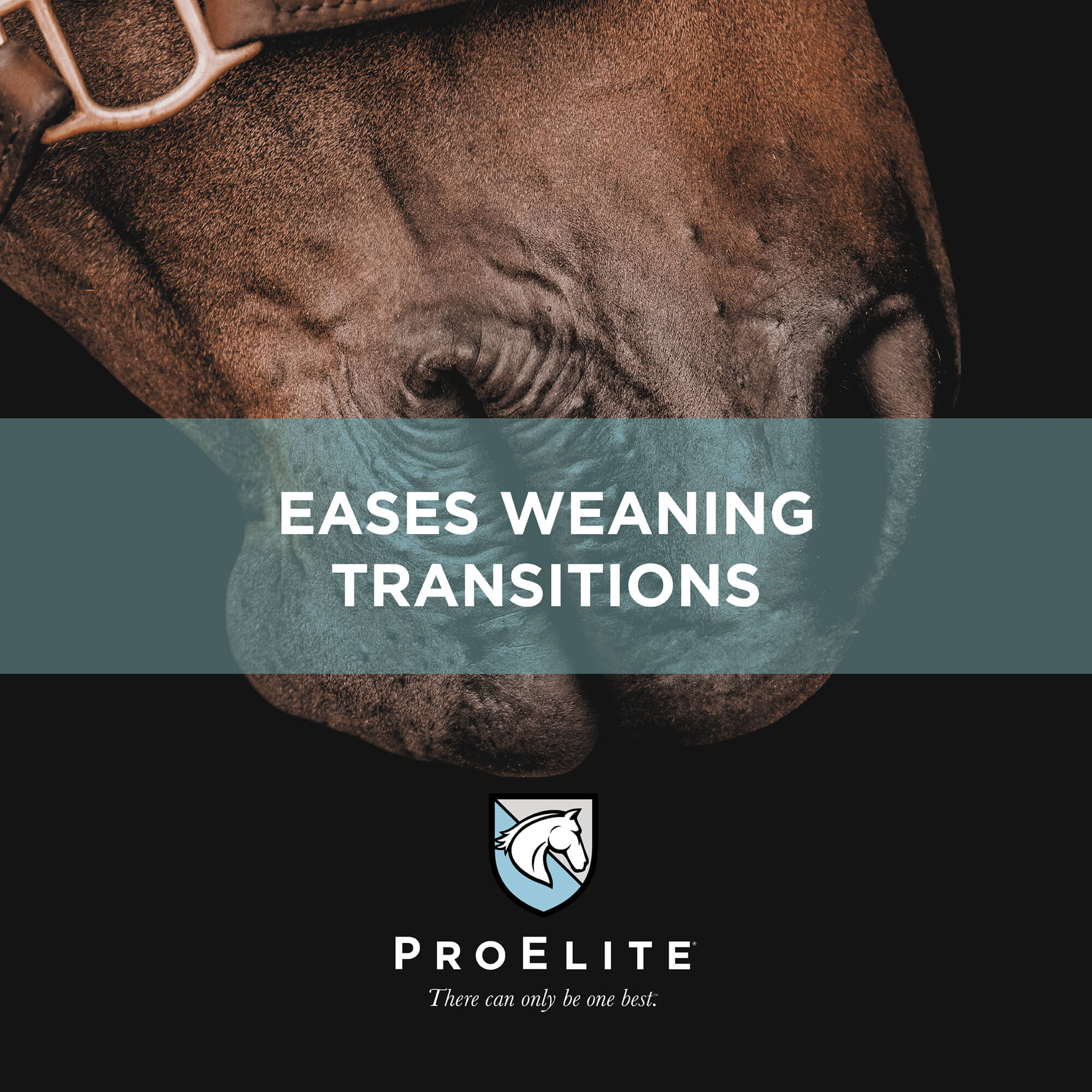 ProElite Growth Horse Feed - Image 6