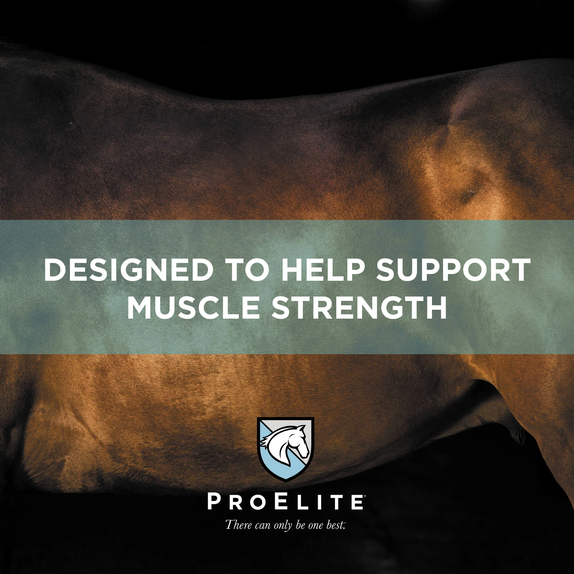 ProElite Performance Horse Feed - Image 5