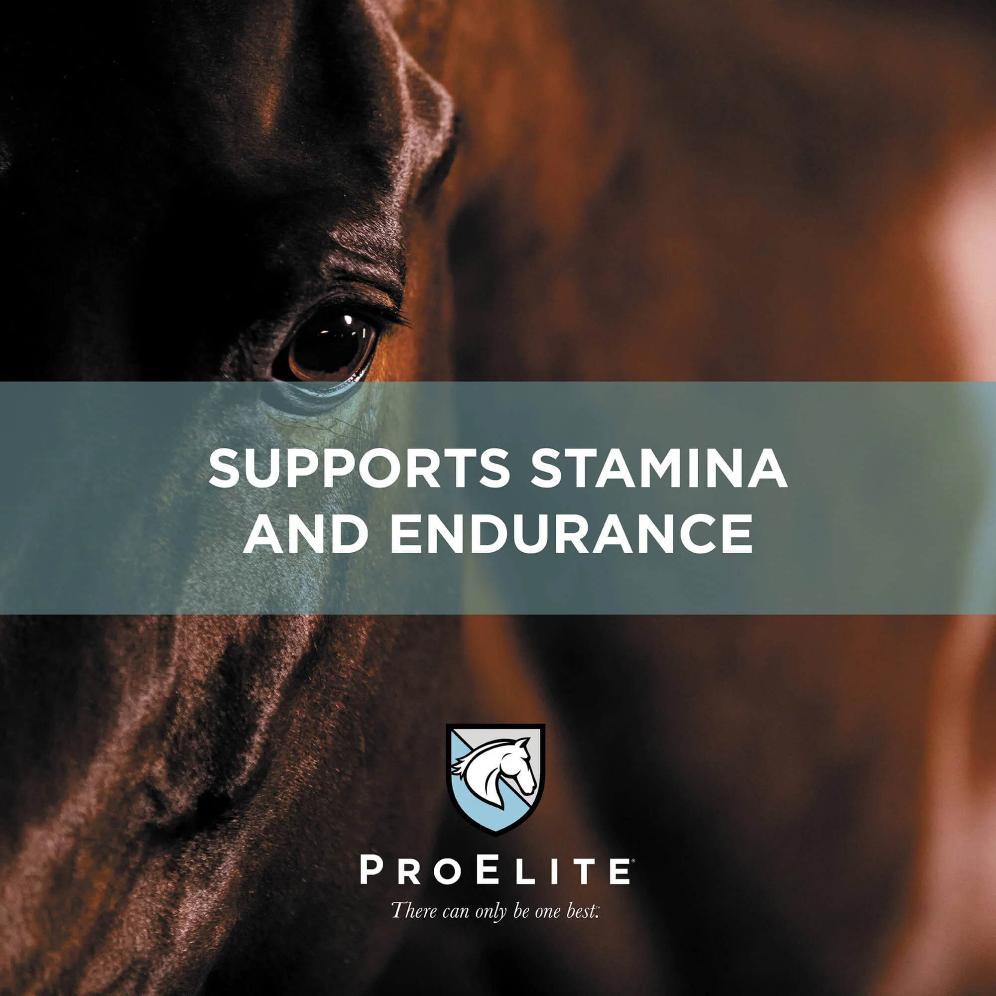 ProElite Performance Horse Feed - Image 6