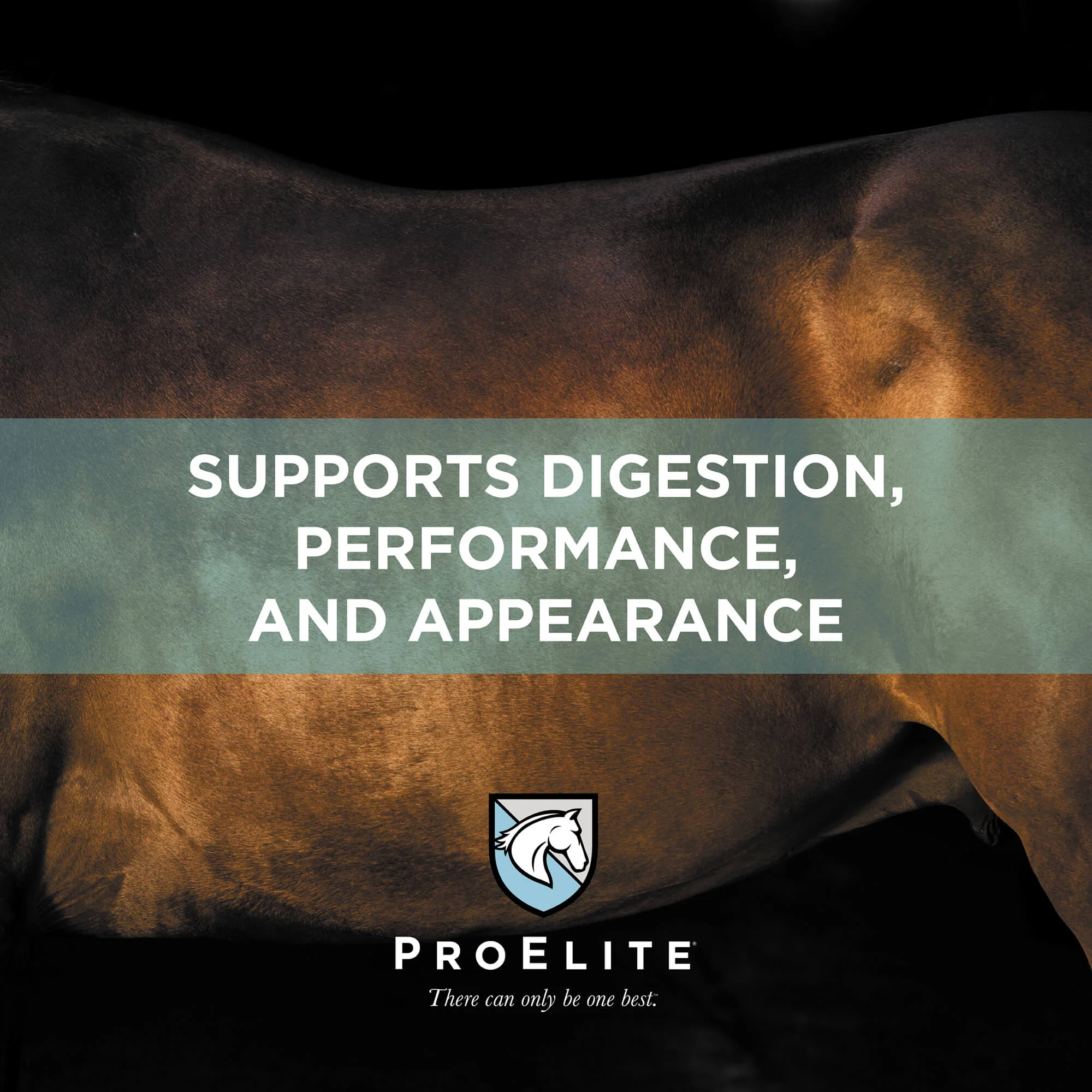 ProElite Senior Horse Feed - Image 5