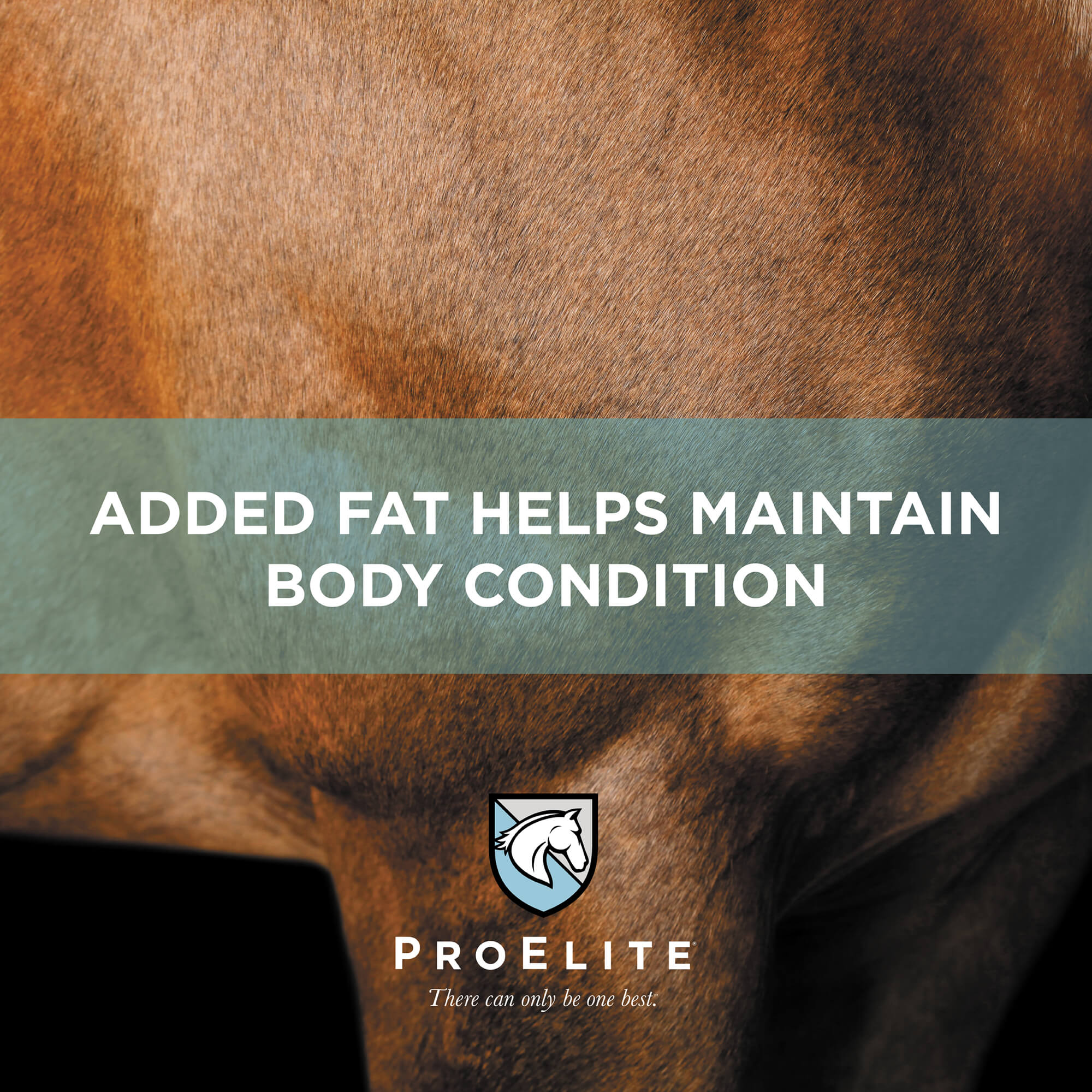 ProElite Senior Horse Feed - Image 6