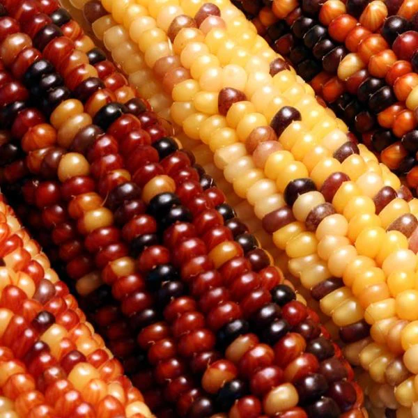 Purdue 410 Popcorn Vegetable Seed