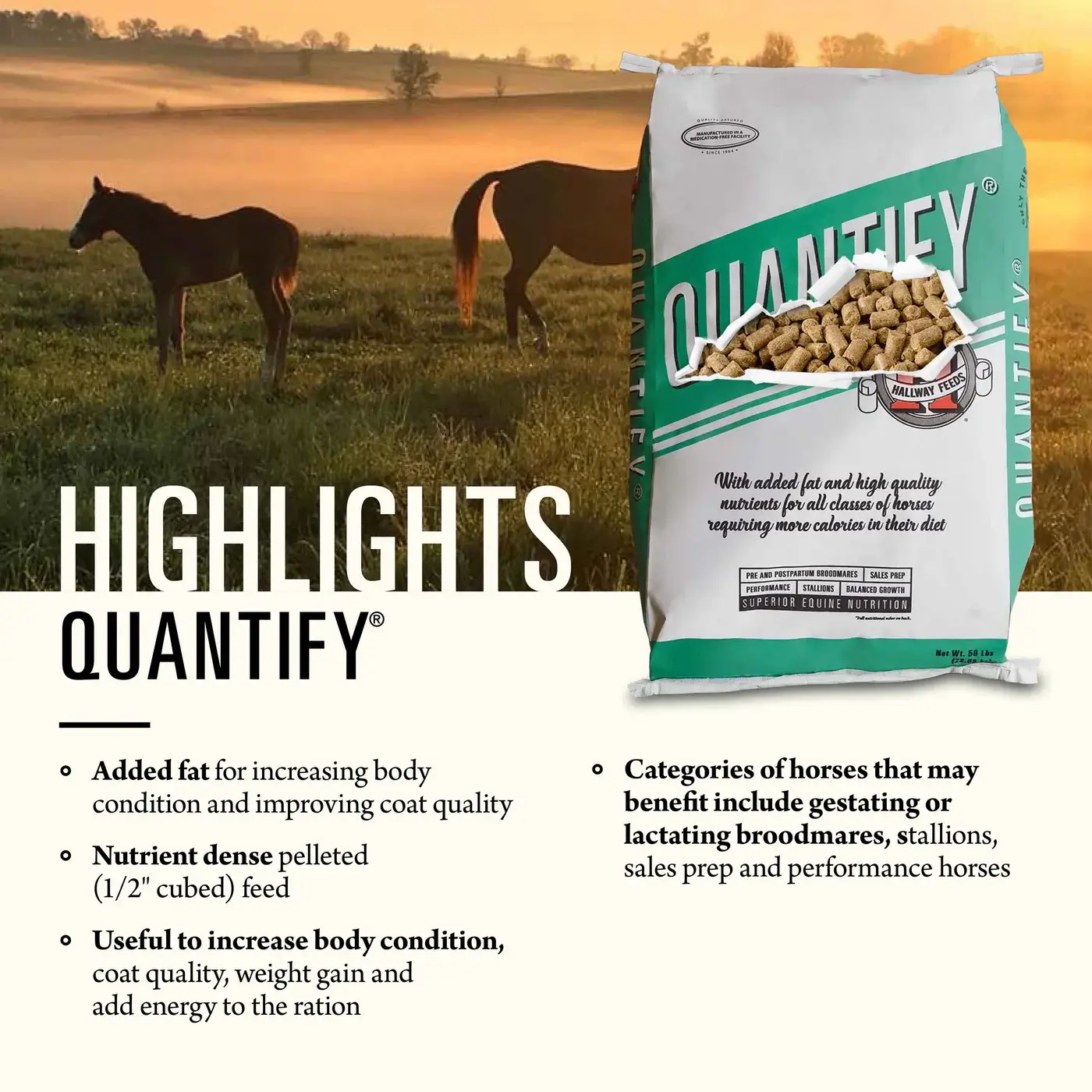 Hallway Feeds Quantify Horse Feed - Image 2