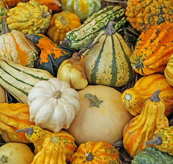 Rupp Fancy Warted Mix Gourd Seed