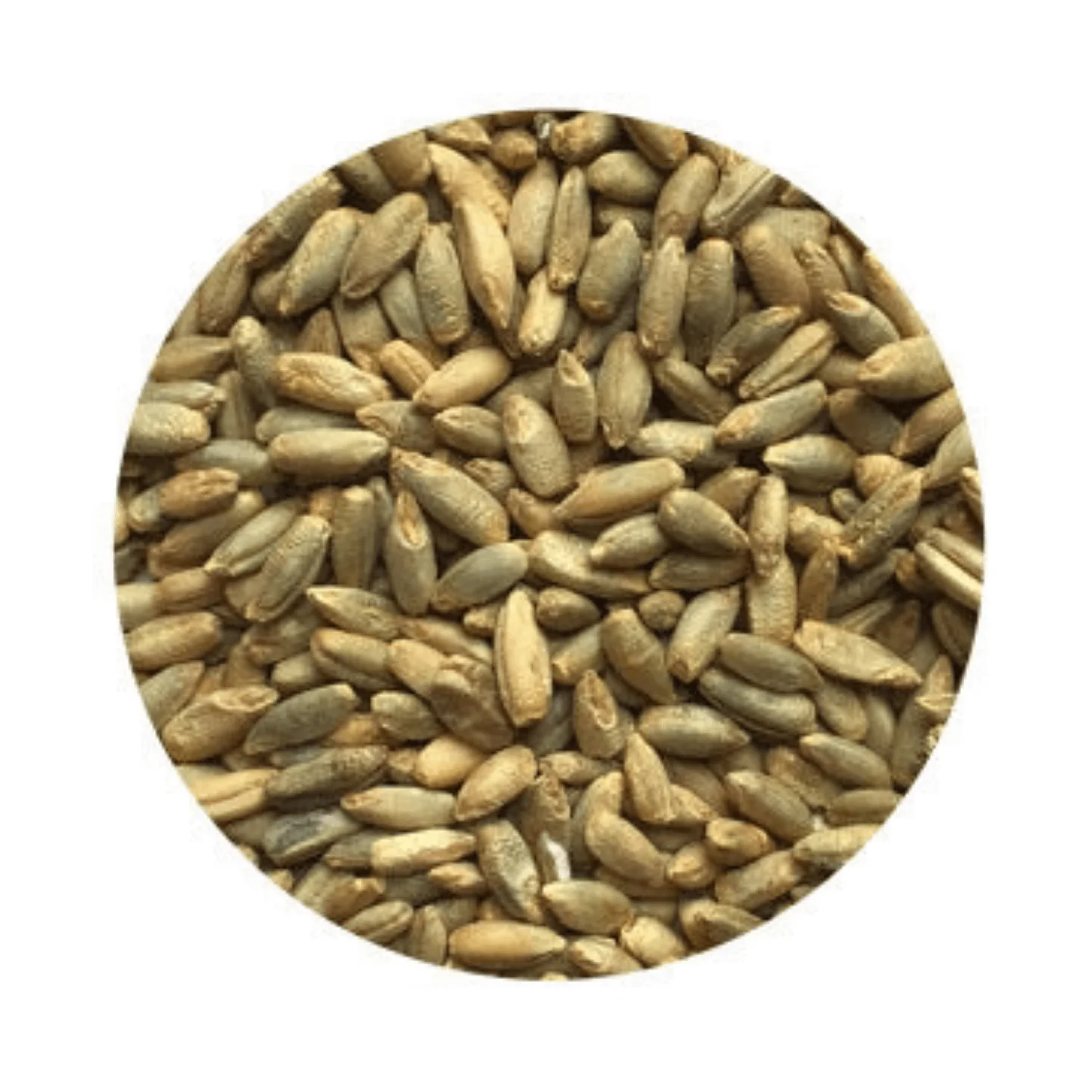 Rye VNS Seed - 50lb