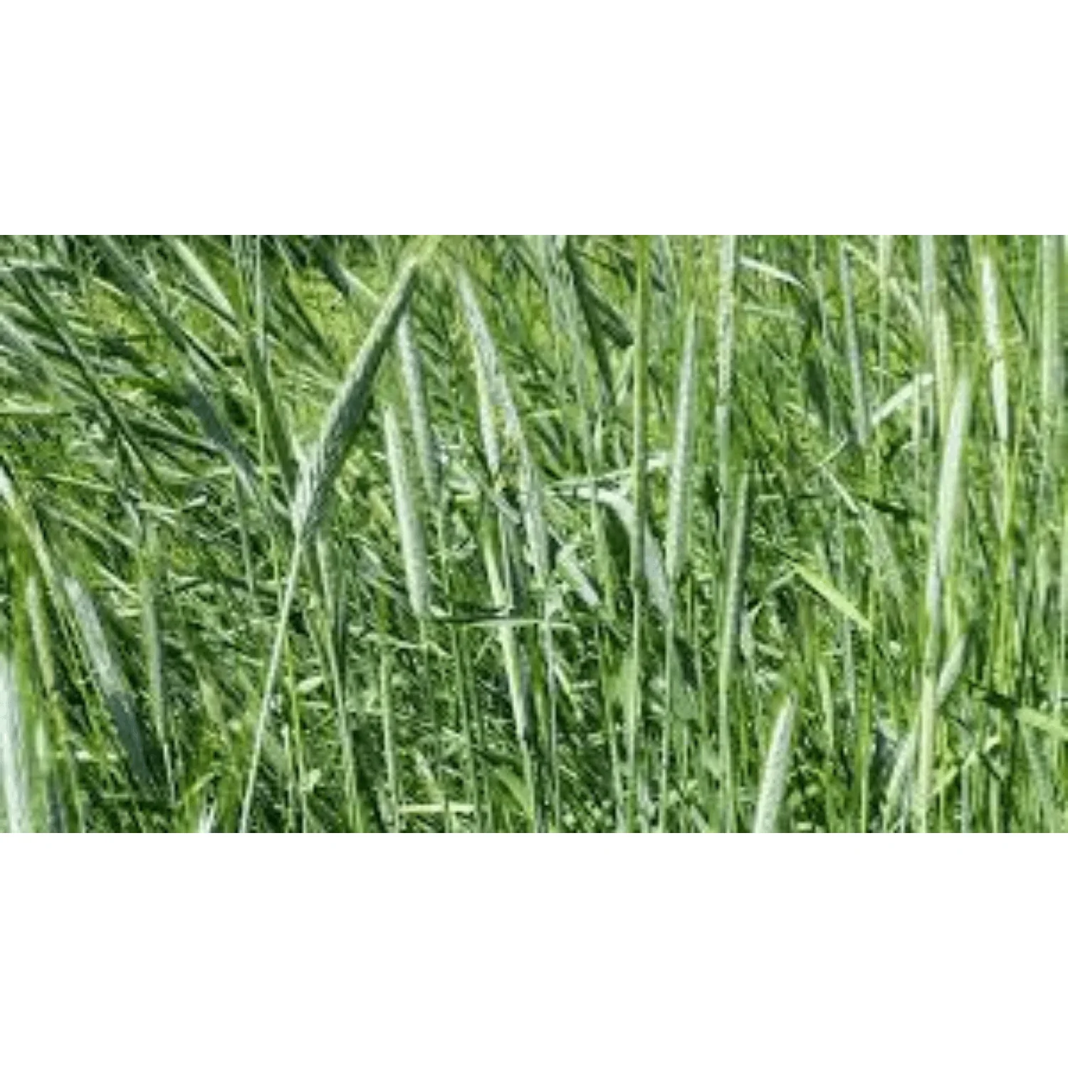 Rye VNS Seed - 50lb - Image 2