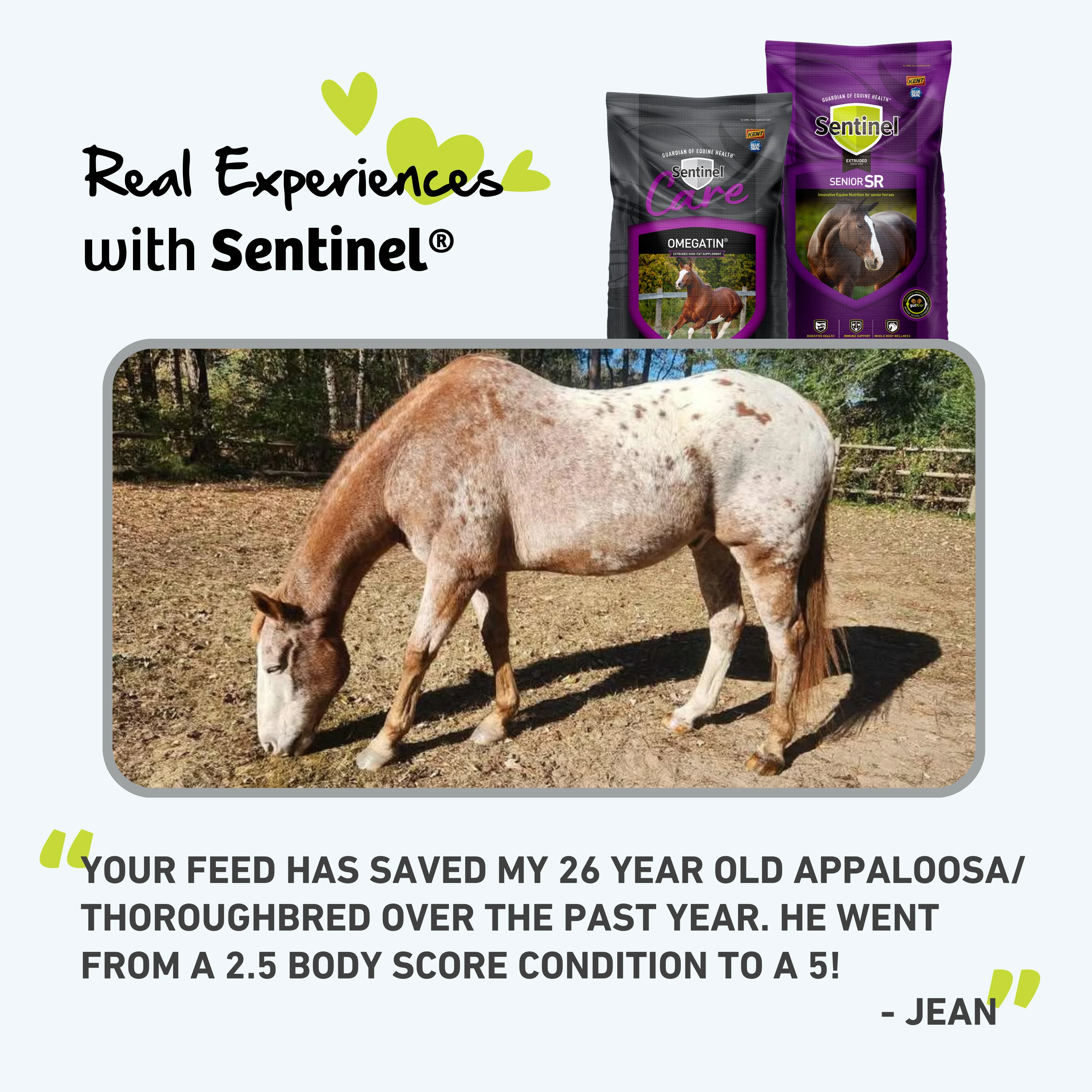 Kent Feeds Sentinel Senior Horse Feed - 50 lb. Bag - Image 5
